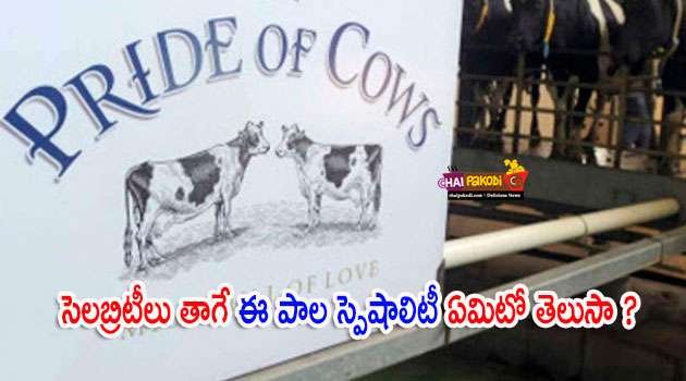 pride of cow milk rate