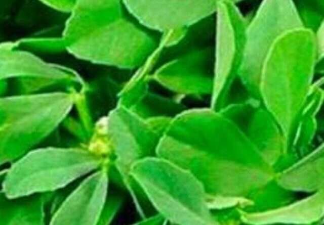 fenugreek leaves Benefits in telugu