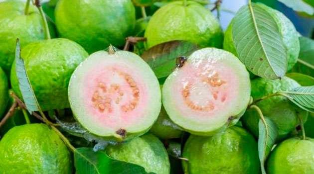 do-you-know-the-benefits-of-eating-guava-every-day