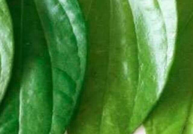 Betel Leaf Benefits in Telugu