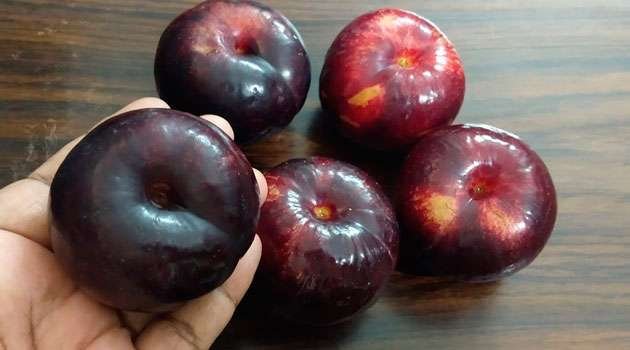 plum fruits benefits in telugu