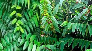 Multi Vitamin Plant benefits in telugu