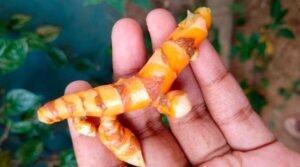 Pachi Pasupu Kommu Benefits in telugu