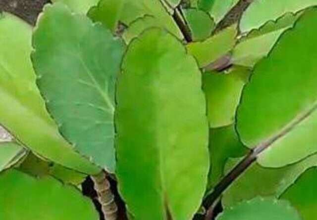 ranapala leaves