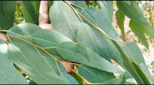 Eucalyptus oil benefits