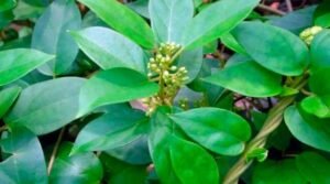 Podapatri Benefits In telugu