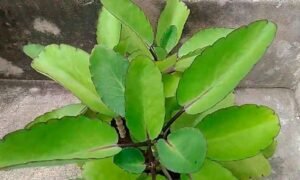 ranapala leaves