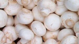 mushroom benefits in telugu