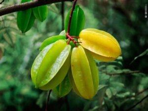 star fruit