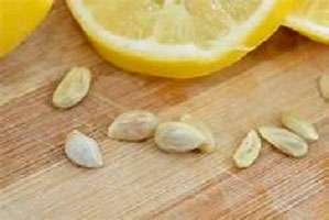 lemon seeds