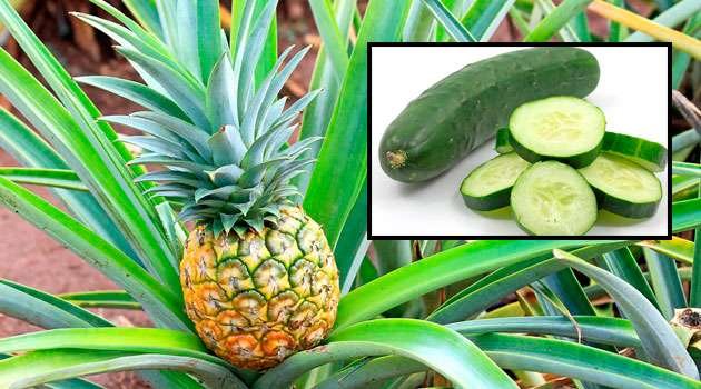 Pineapple and keera juice benefits