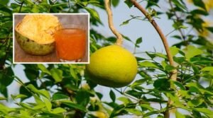 Bael Juice Health benefits