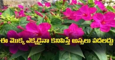 Chandrakantha :బంగారం కంటే విలువైన ఈ మొక్క ఎక్కడైనా కనిపిస్తే అస్సలు వదలద్దు …