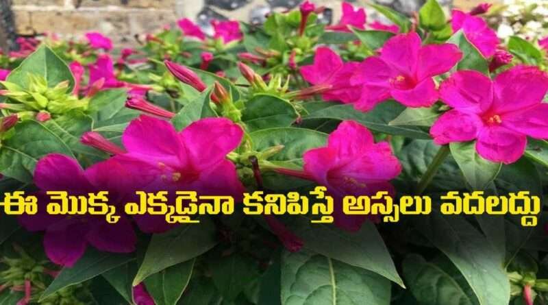 Chandrakantha :బంగారం కంటే విలువైన ఈ మొక్క ఎక్కడైనా కనిపిస్తే అస్సలు వదలద్దు …