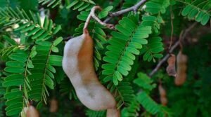 Tamarind Leaves Benefits