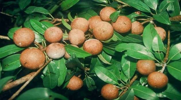 Sapota Fruit Health benefits In telugu