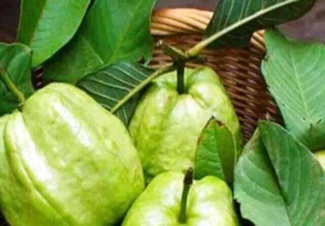 cropped-Guava-Leaves-For-Hair.jpg