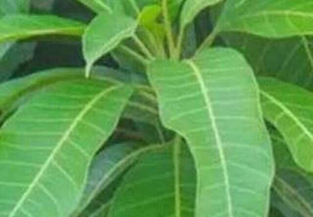 cropped-mango-leaves.jpg